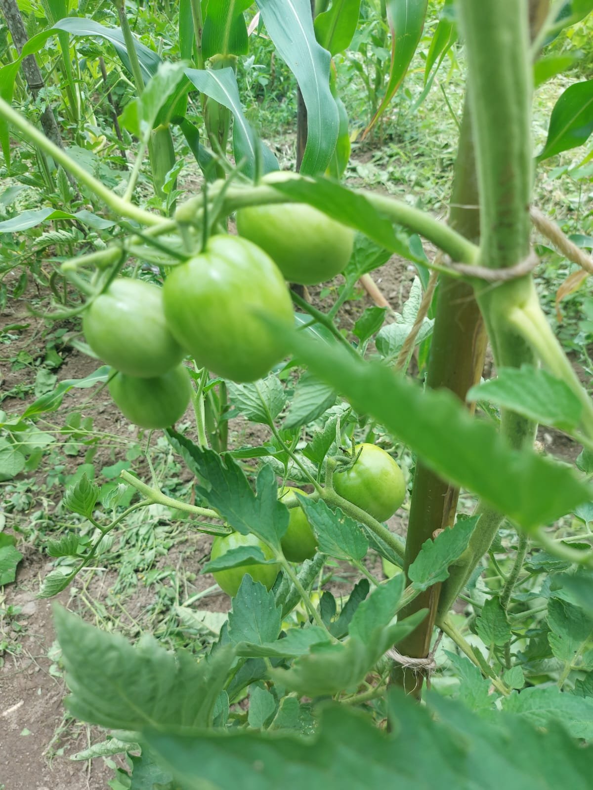 Tomates